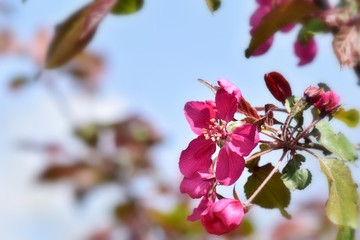 flowers of tree in spring
