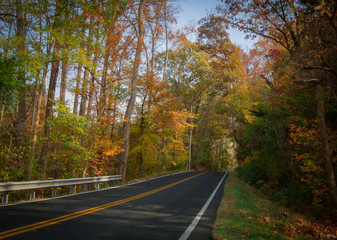 road through forest in fall season