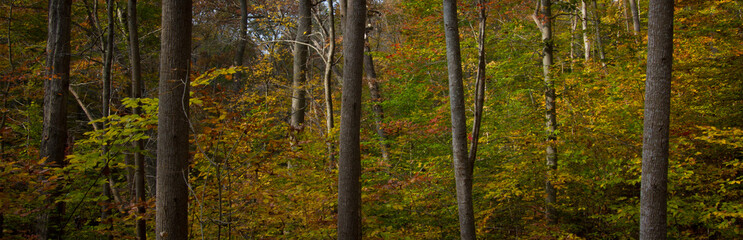 forest in autumn