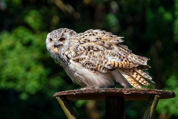 Eurasian Eagle Owl, Bubo bubo in a german nature park