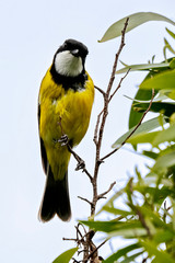 Obraz premium Male Golden Whistler (Pachycephala pectoralis)