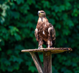 Harris's hawk, Parabuteo unicinctus, bay-winged hawk or dusky hawk