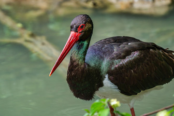 Black stork, Ciconia nigra in a german nature park