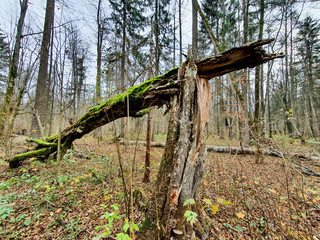 Puszcza białowieska, rezerwat przyeody.