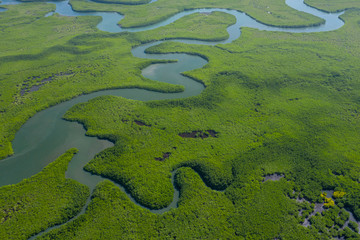 Aerial view of mangrove forest in Gambia. Photo made by drone from above. Africa Natural Landscape.