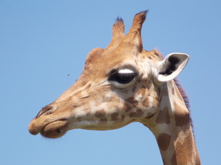 girafe