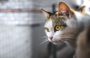 Neighboring cat in private houses peeps in surprise and cranes his neck