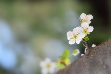  Fruit tree blossoms in the garden, floral background for writing notes on