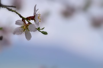 bee on a flower, Floral background for writing notes on