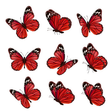 Butterflies collection. Beautiful nature colored flying insects ornamental wings moth vector realistic butterfly. Colored insect moth flying, natural fly illustration