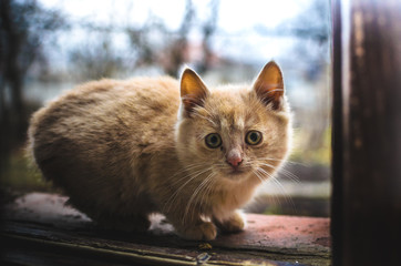 Surprised little homeless ginger kitten in private houses on a brick windowsill