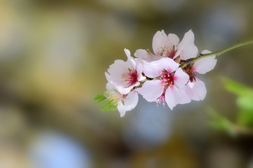  Fruit tree blossoms in the garden, floral background for writing notes on
