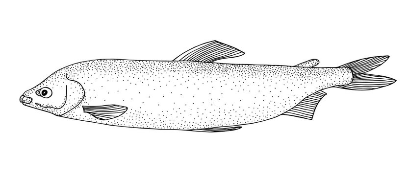 Broad whitefish. Hand drawn realistic black line illustration.