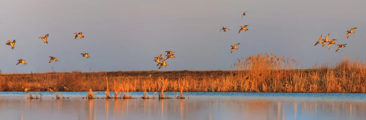 Gardinen Enten sitzen morgens während der Migration auf einem See © drakuliren