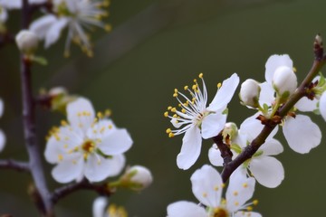  Fruit tree blossoms in the garden, floral background for writing notes on