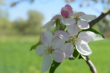  Fruit tree blossoms in the garden, floral background for writing notes on