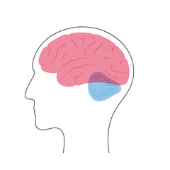 Vector illustration of human brain anatomy 
