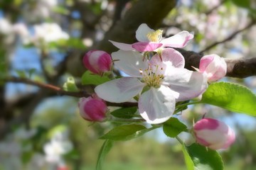 Naklejka na ściany i meble Fruit tree blossoms in the garden, floral background for writing notes on
