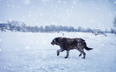 Dog in winter landscape