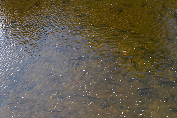 city views Karlovy Vary autumn. Czech Republic. Carlsbad.