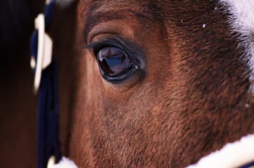 Detail Ponyauge