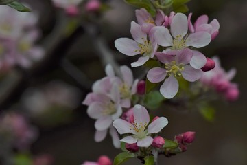  Fruit tree blossoms in the garden, floral background for writing notes on