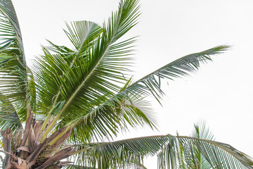 Obraz na płótnie Canvas palm leaves on white background