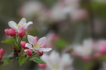  Fruit tree blossoms in the garden, floral background for writing notes on