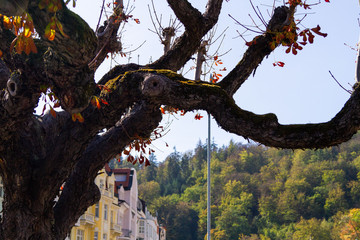 Fototapeta na wymiar city views Karlovy Vary autumn. Czech Republic. Carlsbad. tree leaves in the foreground. Fontans.