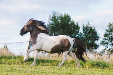 Galopp über eine Wiese mit einem Islandpferd