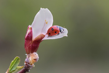 ladybird on flower