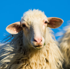 Front view of a sheep under a blue sky