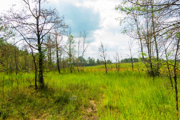 Jezioro łąka drzewa las mokradła