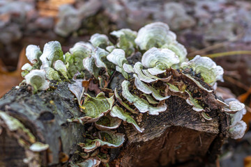 Shelf Fungus