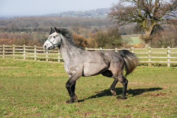 Fototapeta na wymiar Grey horse in the field running free on a spring day. 