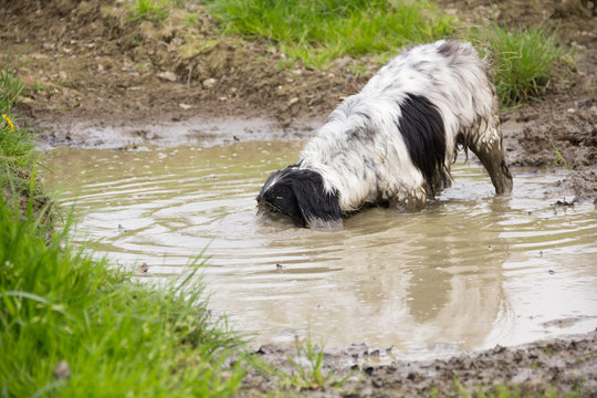 Dirty  Dog,  A Puppy With Her Head In A Muddy Puddle. 