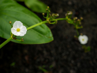 White Reed Amazon Flowers Blooming