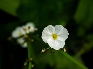 White Reed Amazon Flowers Blooming