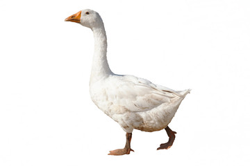 goose isolated on white background - Powered by Adobe