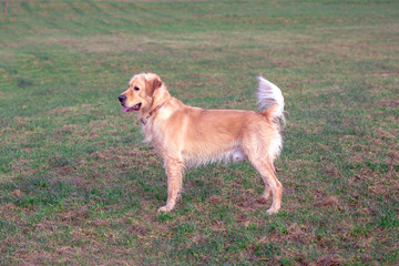 Happy golden retriver running on meadow.he plays and jumps on the grass in the evening.catches the delicious.