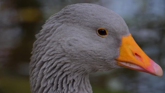 Close up of a grey goose head looking around in autumn.
