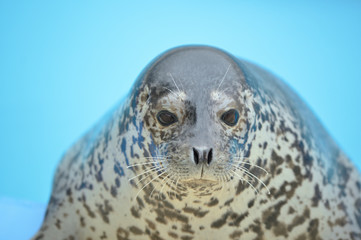 ゴマフアザラシ © lastpresent