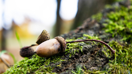 Close-up of a acorn on a mossy tree roots