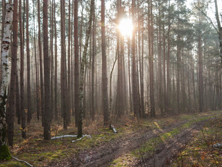 Mglisty, listopadowy poranek w lesie.