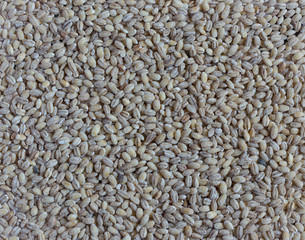 Many pearl barley as a background, top view