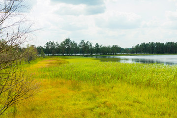 Jezioro łąka drzewa las mokradła - obrazy, fototapety, plakaty