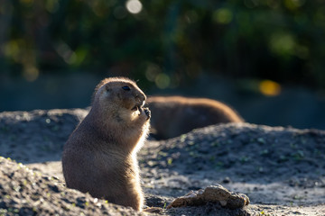 Prairiedog eating a biscuit
