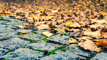 Road blocks in city park, autumn leaves on the road