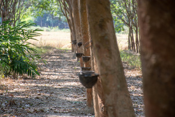 Plastic cup hanging from a tapped rubber tree in a plantation