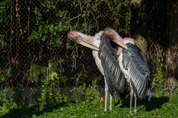 Two marabou storks synchronised
